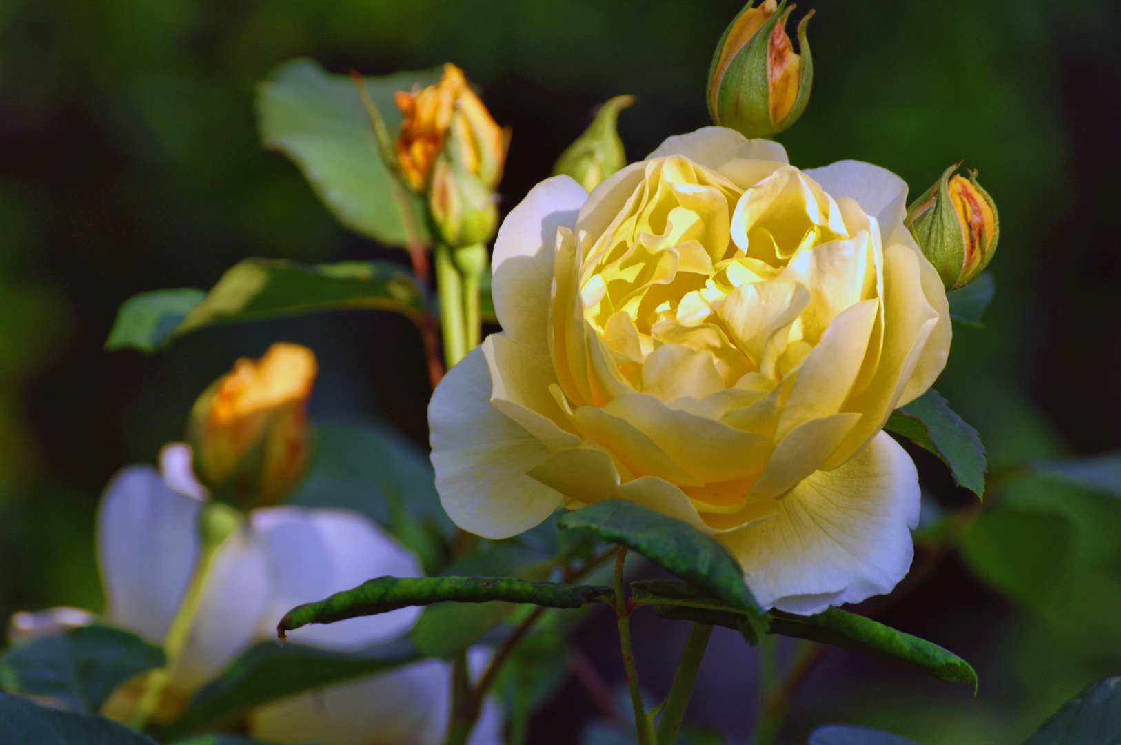 Die gelbe Rose und das Glück