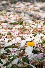 Die gelbe Sonne inmitten sterbender Magnolien