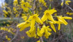 Die gelbe Strauchblüte hat begonnen