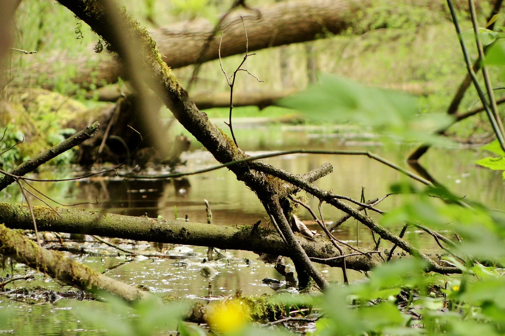 die gelbe Sumpfdotterblume