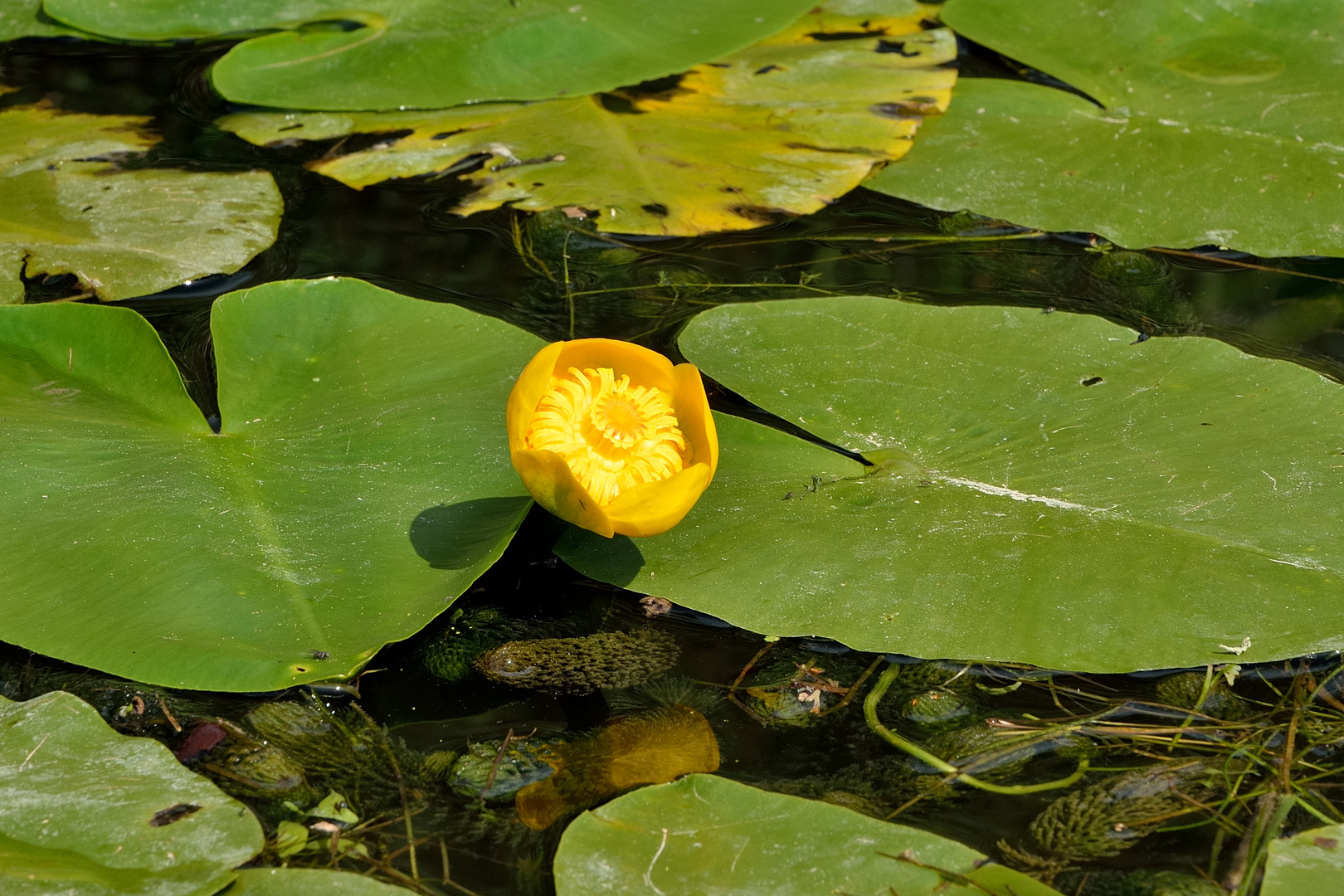 die gelbe Teichrose