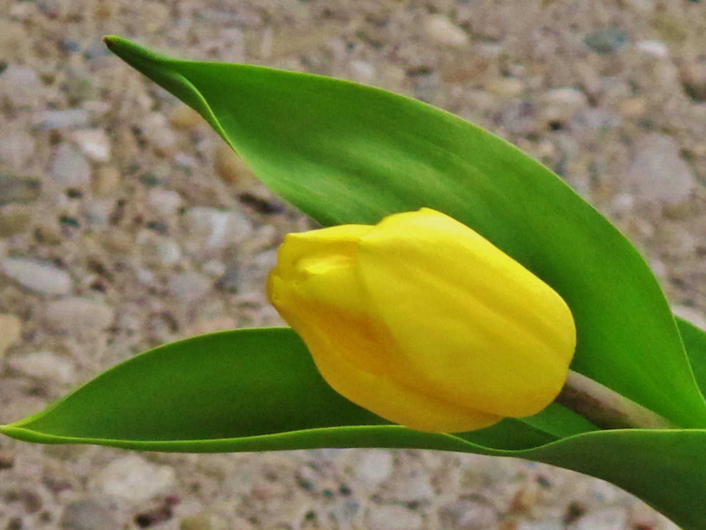 die gelbe Tulpe