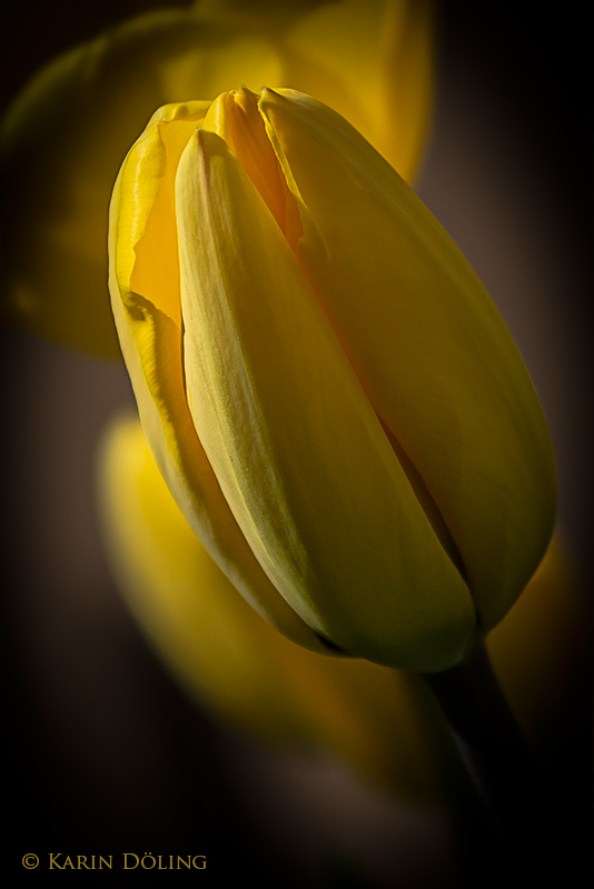 Die gelbe Tulpe
