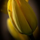 Die gelbe Tulpe