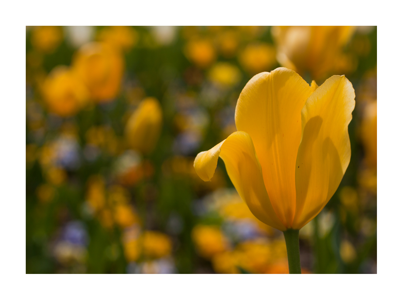 die gelbe Tulpe