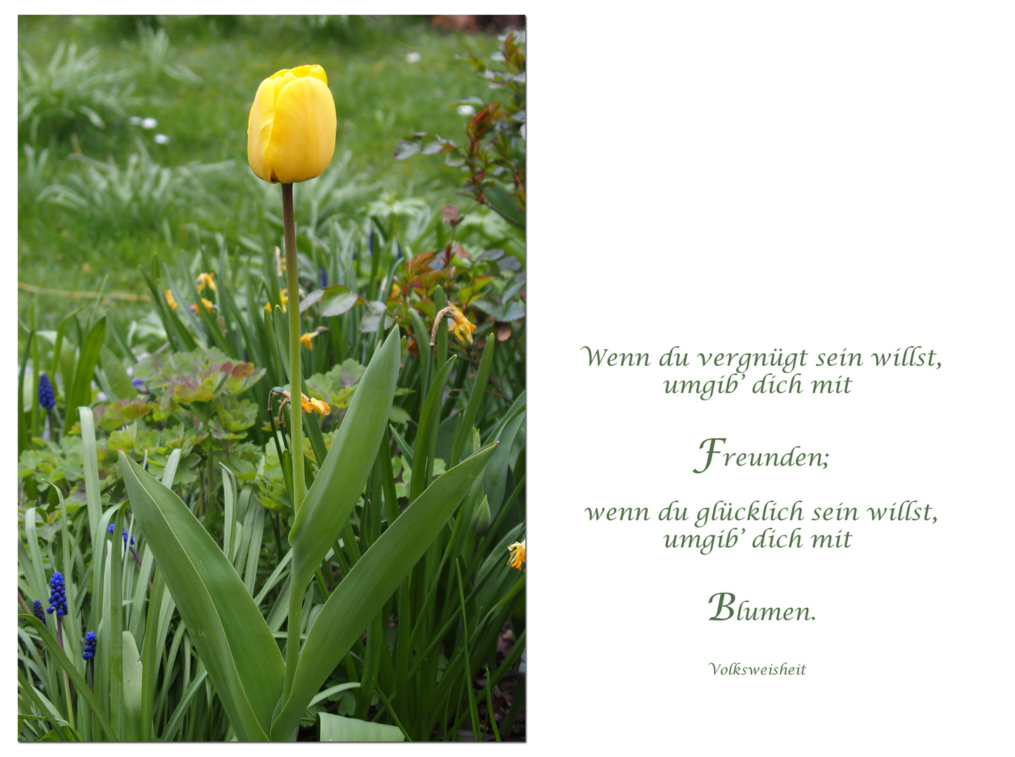 Die gelbe Tulpe**