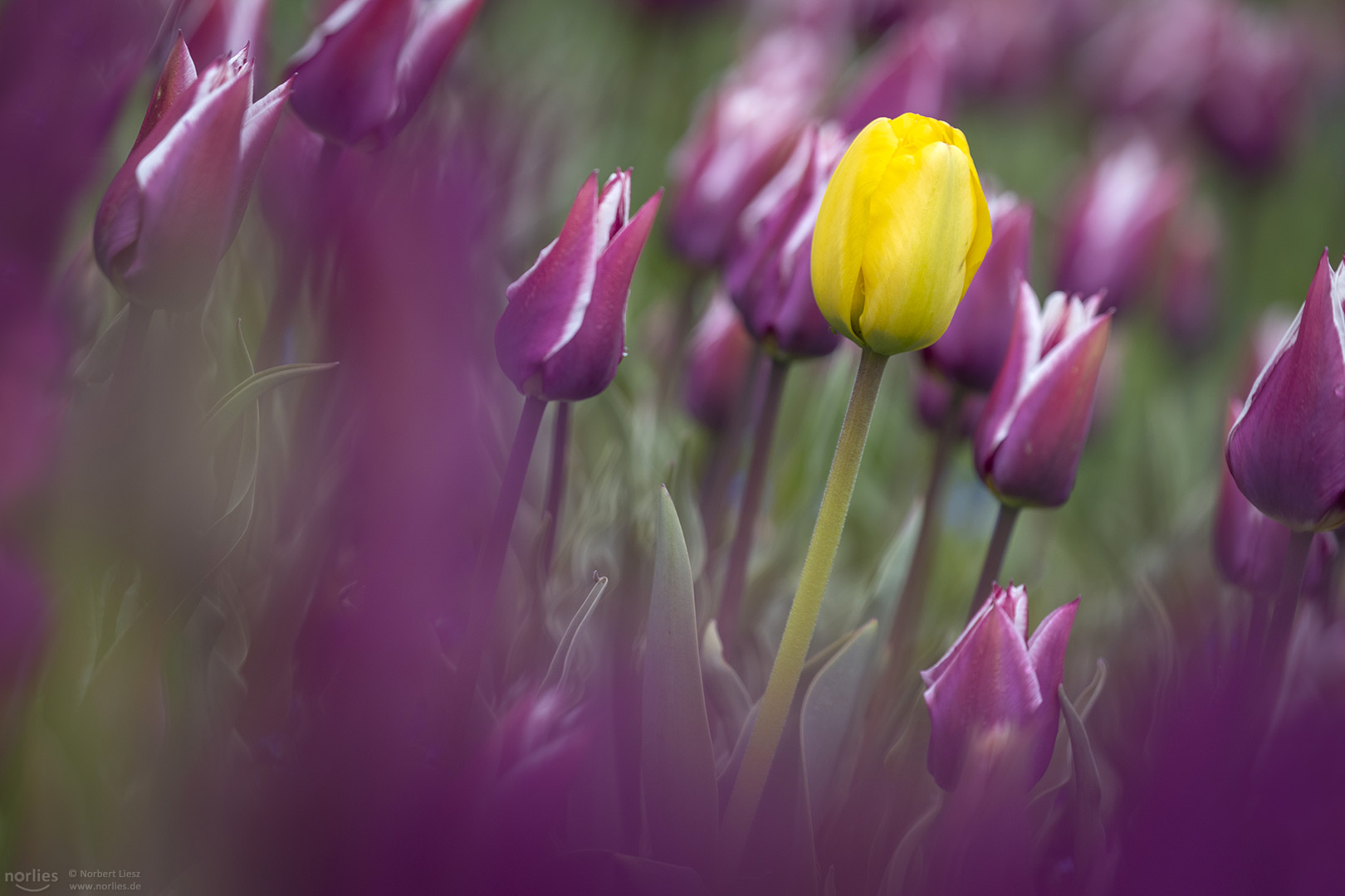 Die gelbe Tulpe