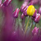 Die gelbe Tulpe