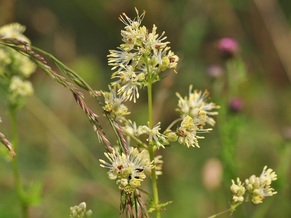 Die Gelbe Wiesenraute (Thalictrum flavum)