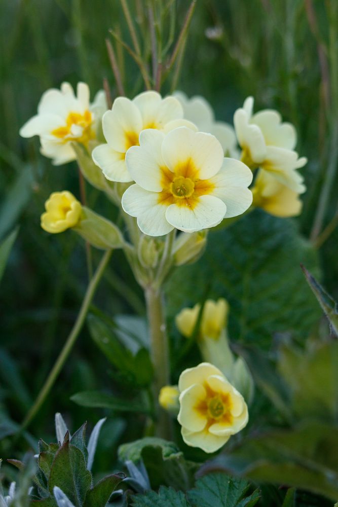 die gelben Blümchen