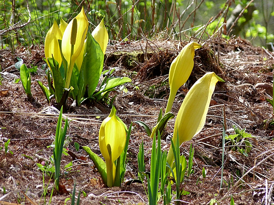 Die gelben Blüten . . .