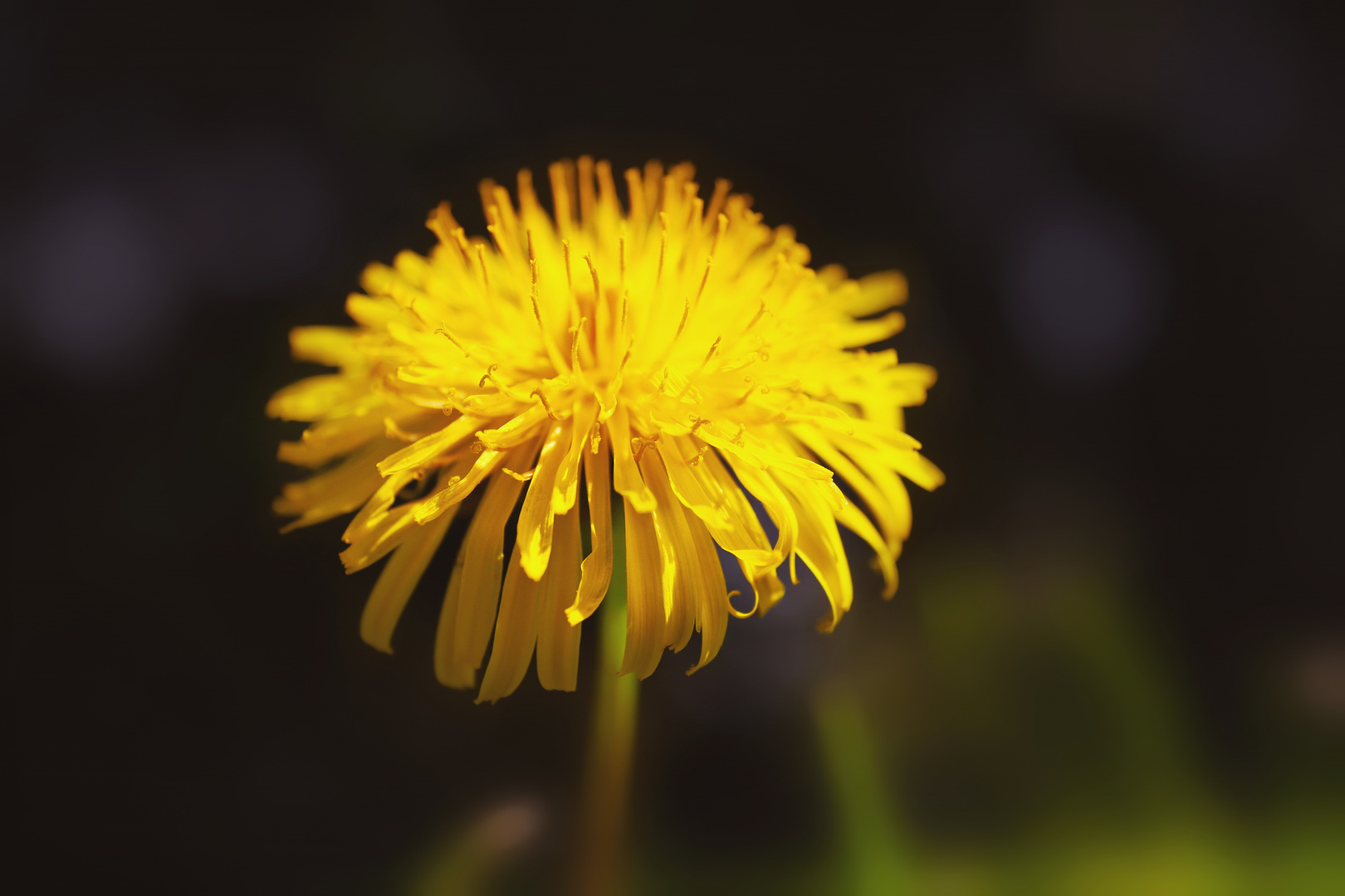 Die gelben Blumenblätter