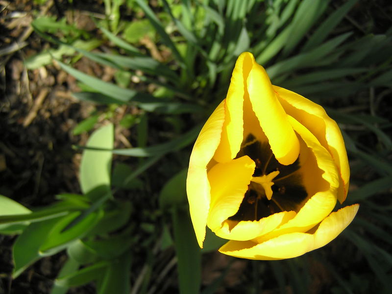 die gelben Engel in meinem Garten