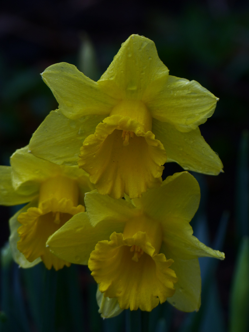 Die gelben Frühblüher im Garten Foto &amp; Bild pflanzen