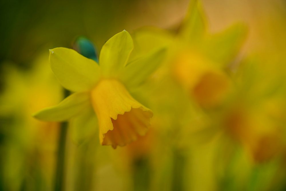 Die gelben Frühlingsboten 