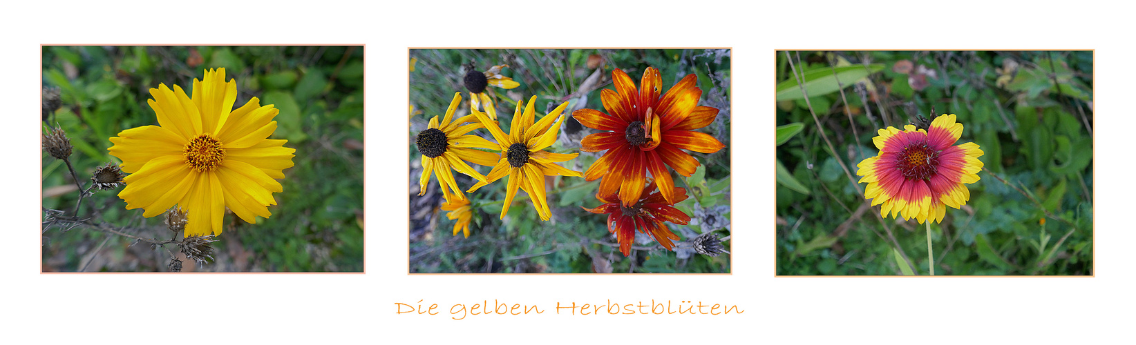 Die gelben Herbstblüten