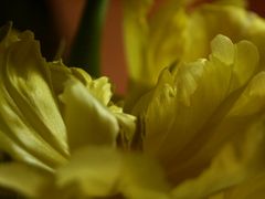 Die gelben Tulpen