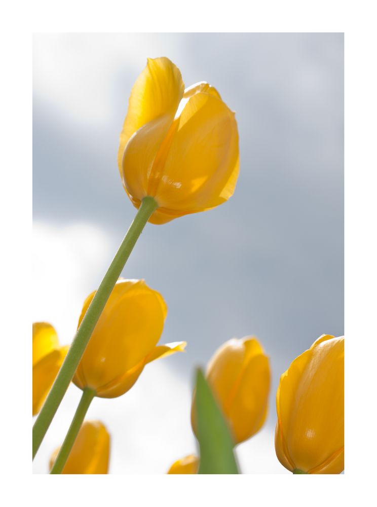 die gelben Tulpen