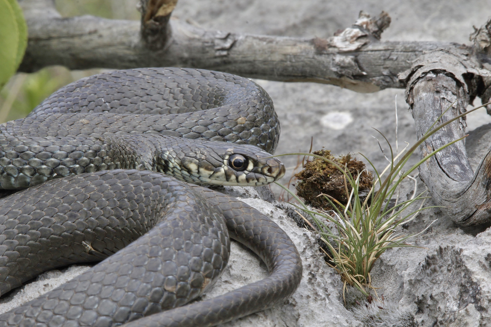 Die Gelbgrüne Zornnatter (Hierophis viridiflavus)