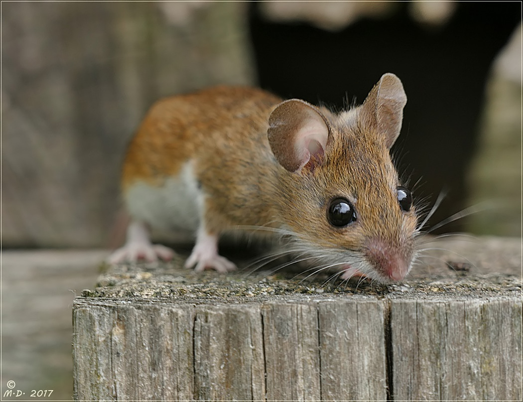 Die Gelbhalsmaus... Foto & Bild nager, natur, tiere Bilder auf