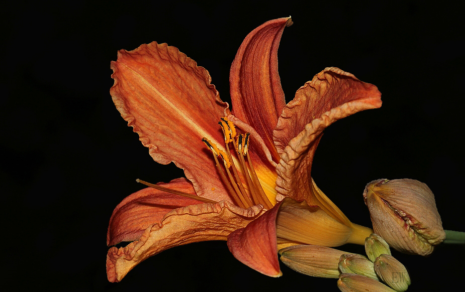 die gelbrote Taglilie 'Hemerocallis fulva'