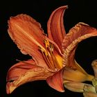 die gelbrote Taglilie 'Hemerocallis fulva'