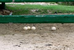 Die gelegten Eier liegen lose im Sand