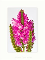 Die Gelenkblume (Physostegia virginiana) ???