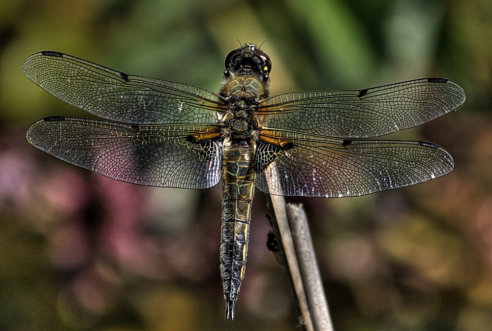 die gemappte Libelle