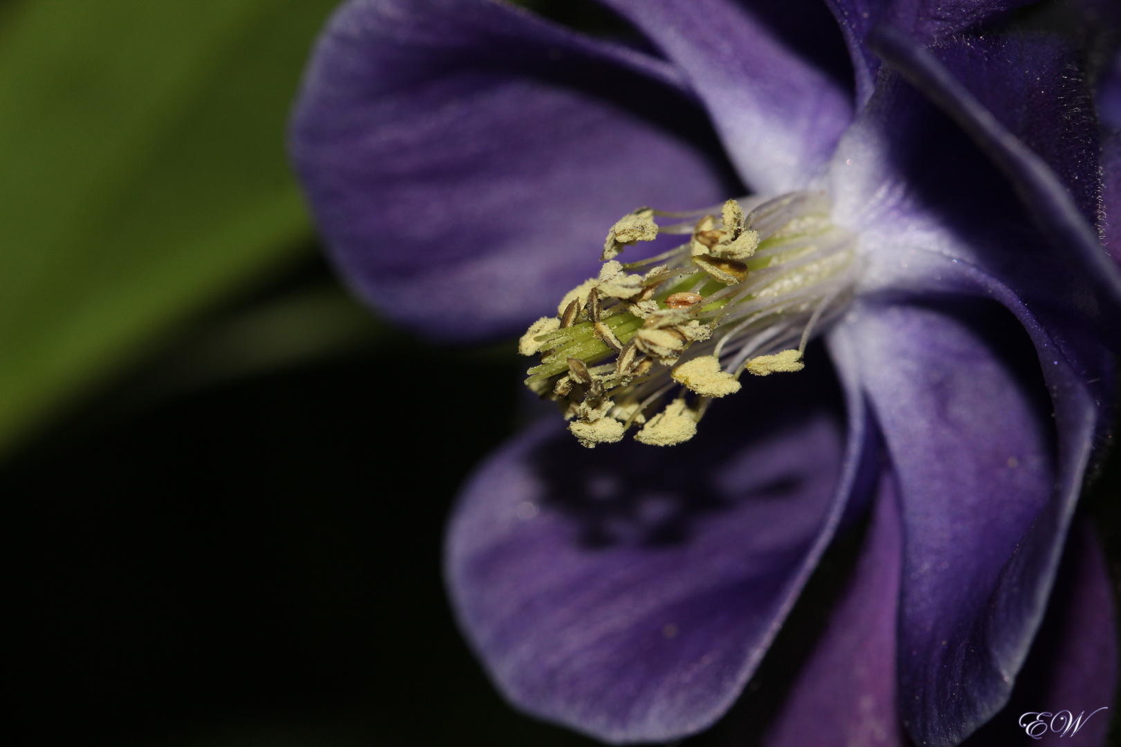 die Gemeine Akelei 'Aquilegia vulgaris'