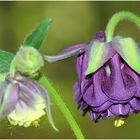 Die Gemeine Akelei (Aquilegia vulgaris), auch Wald-Akelei ...