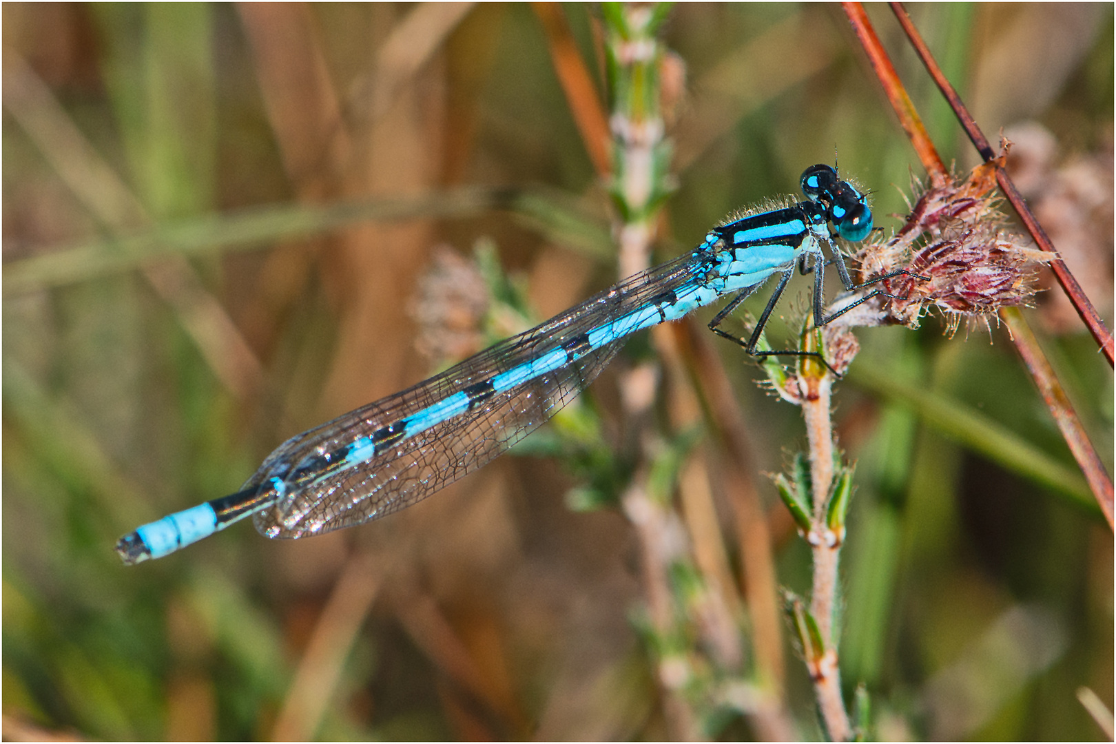 Die Gemeine Becherjungfer (Enallagma cyathigerum) . . .