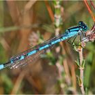 Die Gemeine Becherjungfer (Enallagma cyathigerum) . . .