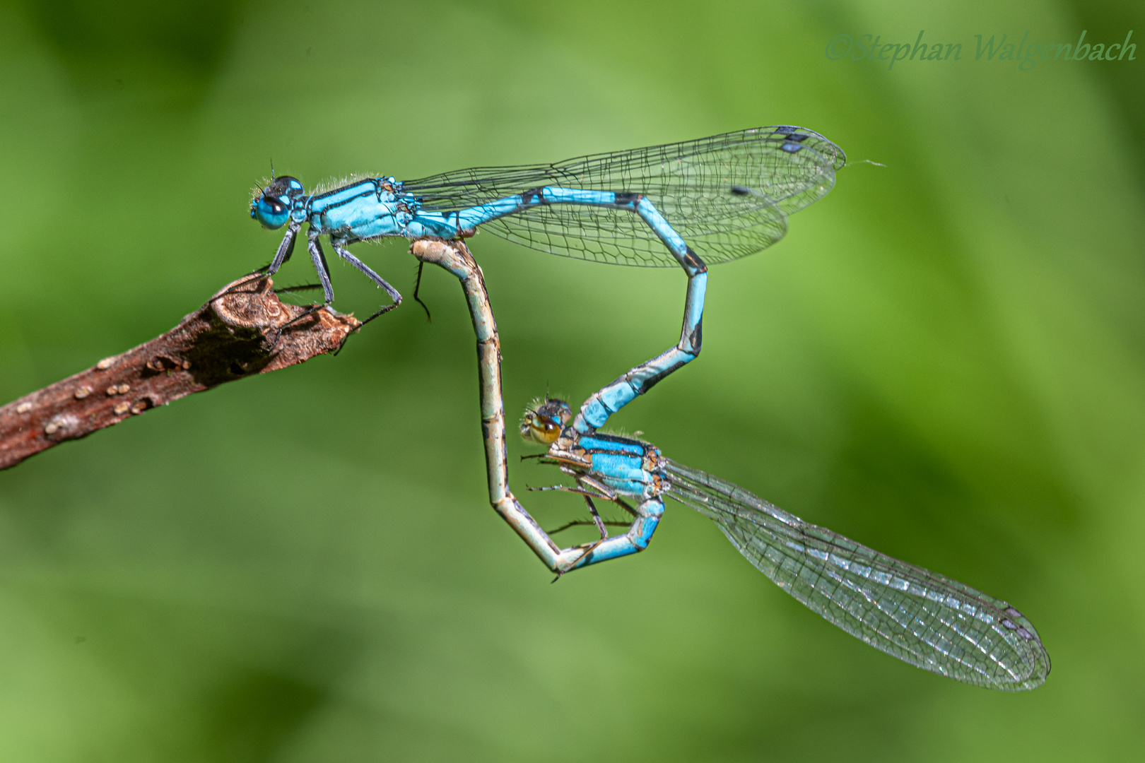 Die Gemeine Becherjungfer (Enallagma cyathigerum)