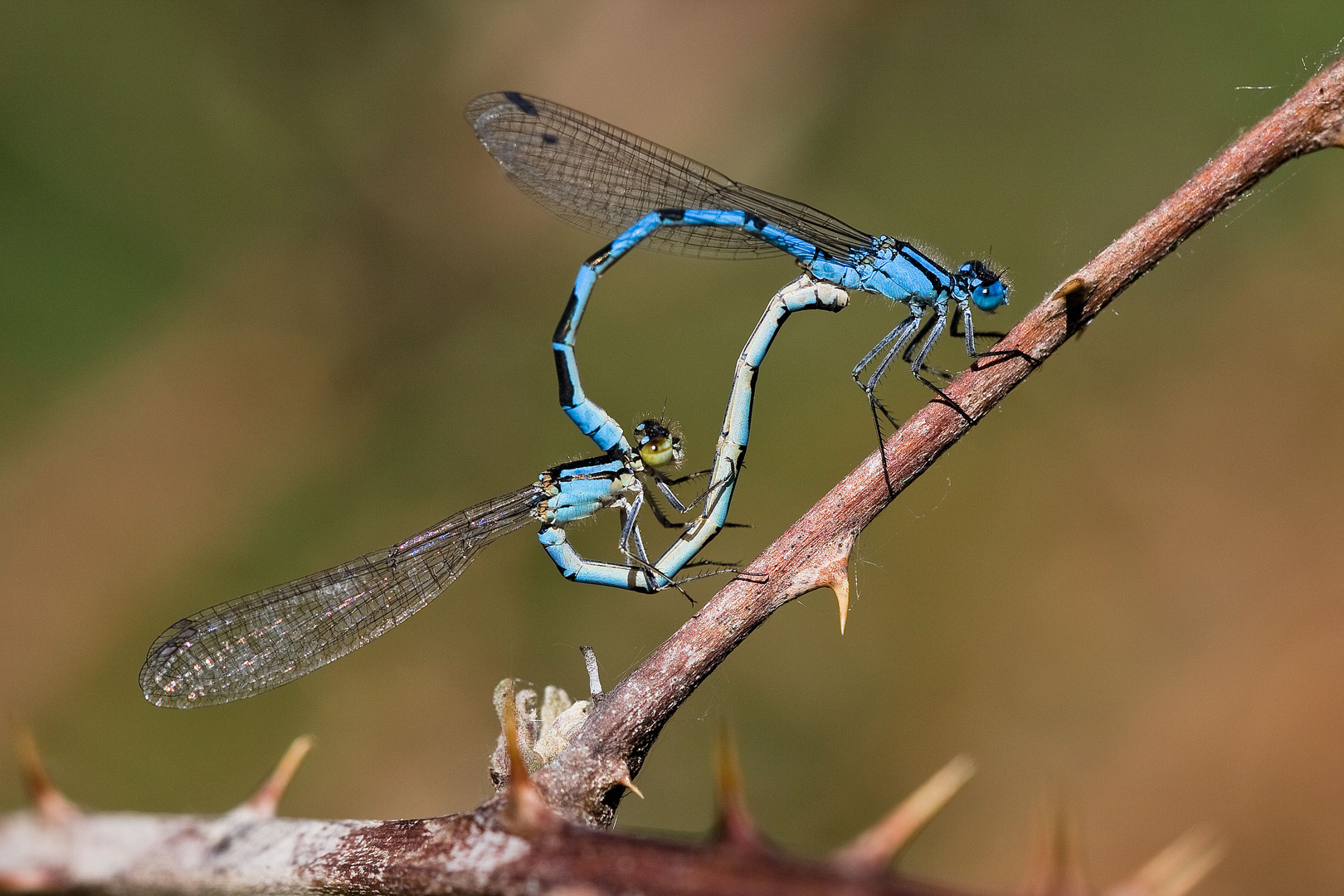 Die Gemeine Becherjungfer (Enallagma cyathigerum),