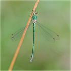 Die Gemeine Binsenjugfer (Lestes sponsa) w. . . .