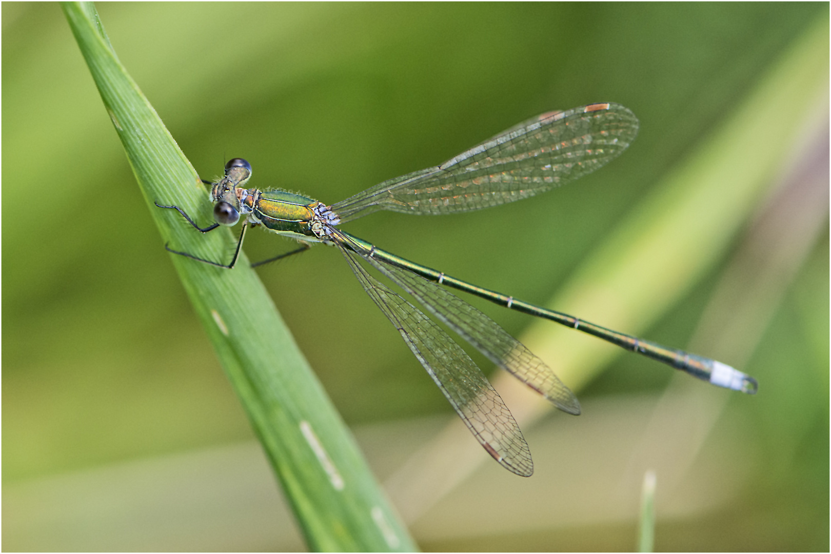 Die Gemeine Binsenjungfer (Lestes sponsa) . . . 