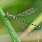 Die Gemeine Binsenjungfer (Lestes sponsa) . . . 