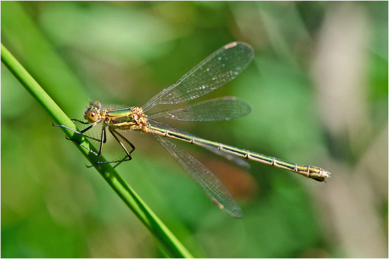 Die Gemeine Binsenjungfer (Lestes sponsa) . . .