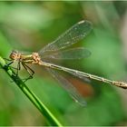 Die Gemeine Binsenjungfer (Lestes sponsa) . . .