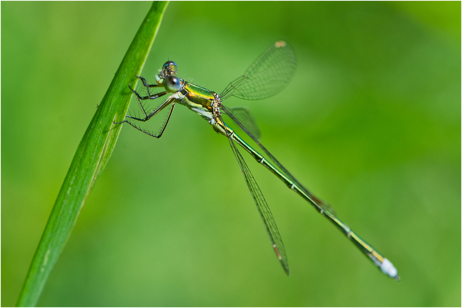 Die Gemeine Binsenjungfer (Lestes sponsa) . . .