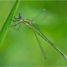 Die Gemeine Binsenjungfer (Lestes sponsa) . . .