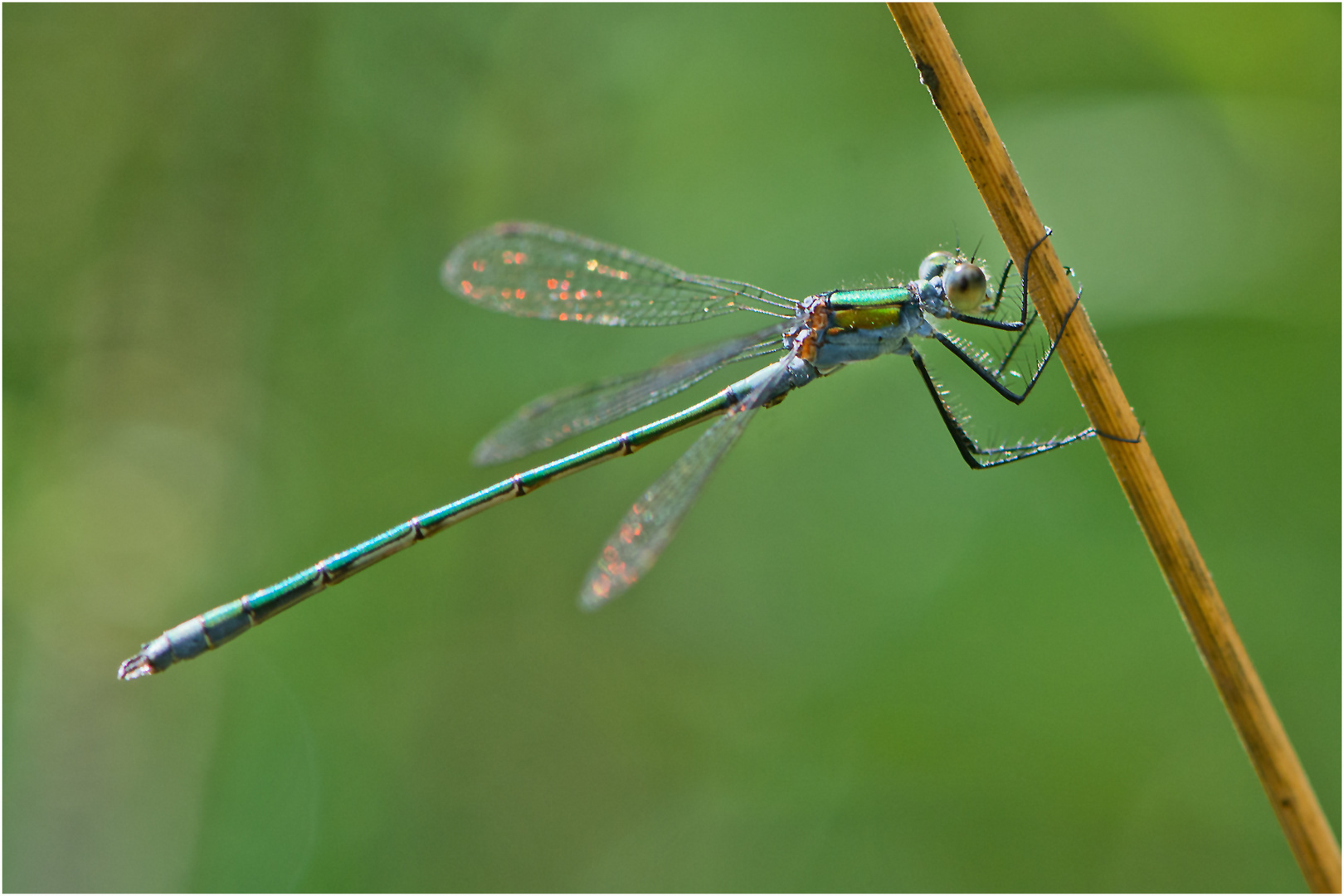 Die Gemeine Binsenjungfern (Lestes sponsa) sind . . .