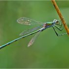 Die Gemeine Binsenjungfern (Lestes sponsa) sind . . .