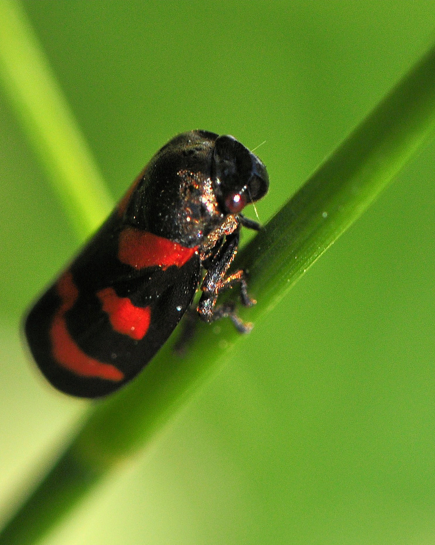 Die Gemeine Blutzikade (Cercopis vulnerata)