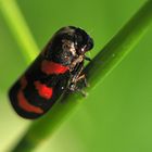 Die Gemeine Blutzikade (Cercopis vulnerata)