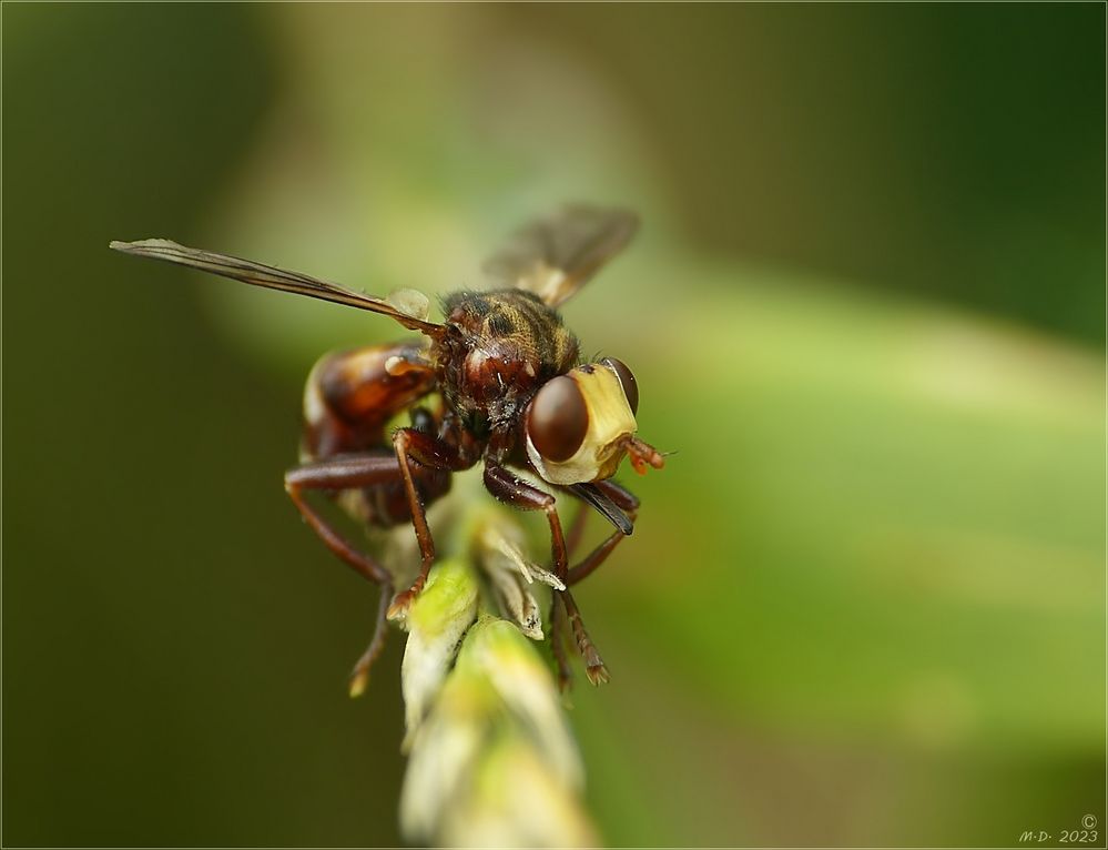 Die Gemeine Breitstirnblasenkopffliege (Sicus ferrugineus) ...