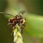 Die Gemeine Breitstirnblasenkopffliege (Sicus ferrugineus) ...