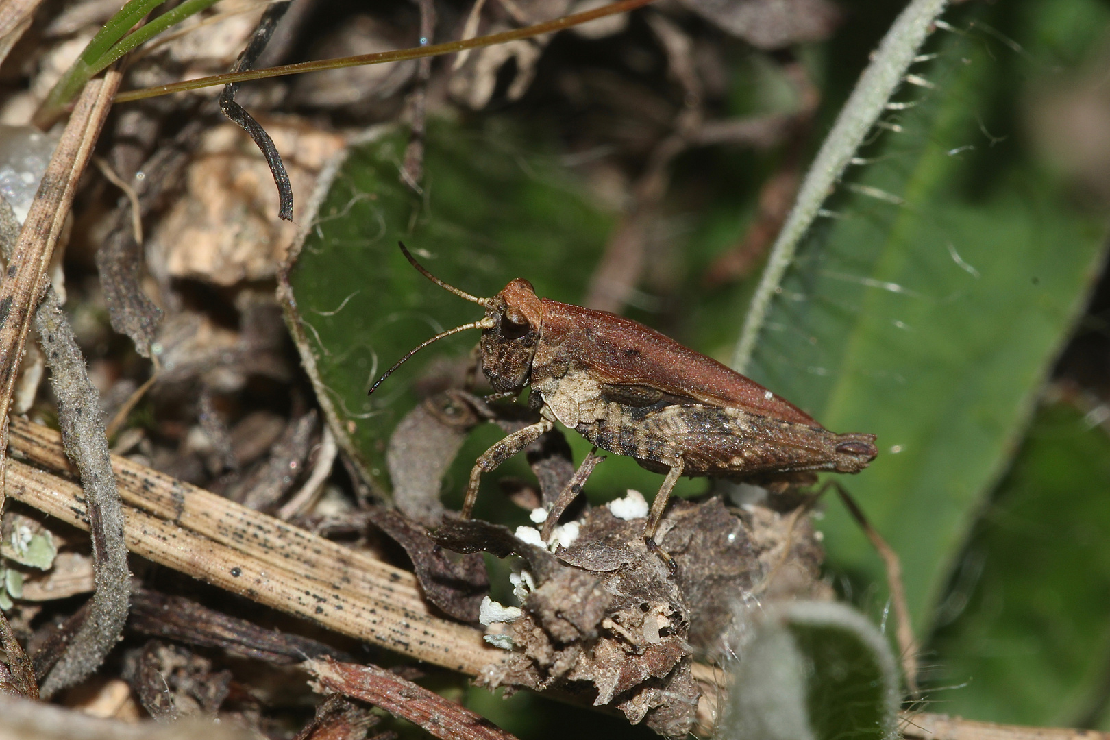 Die Gemeine Dornschrecke - Tetrix undulata - ausgewachsenes Tier (ca. 12 mm)