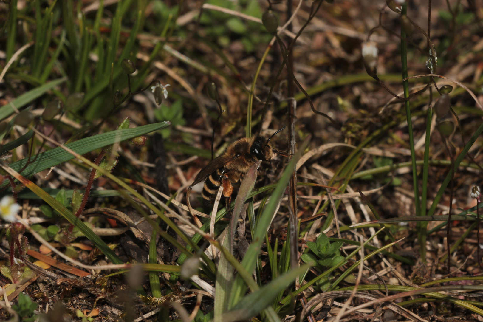 Die Gemeine Erd- oder Sandbiene (Andrena flavipes) ...